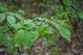 The black fly Bibio marci flies over the bird cherry in the forest in May. Berlin, Germany