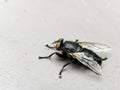 Black Fly Royalty Free Stock Photo