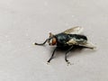 Black Fly Royalty Free Stock Photo