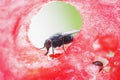 Black fly crawling on a juicy red watermelon Royalty Free Stock Photo
