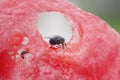 Black fly crawling on a juicy red watermelon Royalty Free Stock Photo