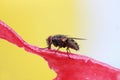 Black fly crawling on a juicy red watermelon Royalty Free Stock Photo