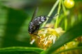 black fly feeds on a nectar of flowers of Linden tree Royalty Free Stock Photo