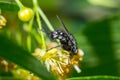 black fly feeds on a nectar of flowers of Linden tree Royalty Free Stock Photo