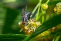 black fly feeds on a nectar of flowers of Linden tree Royalty Free Stock Photo
