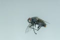 Black fly flying in home Royalty Free Stock Photo