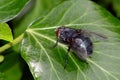 Black fly on foliage Royalty Free Stock Photo