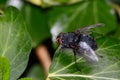 Black fly on foliage Royalty Free Stock Photo