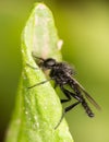 Black fly on a green leaf. close-up Royalty Free Stock Photo