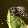 Black fly on a green leaf. close-up Royalty Free Stock Photo