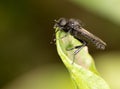 Black fly on a green leaf. close-up Royalty Free Stock Photo