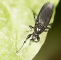 Black fly on a green leaf. close-up Royalty Free Stock Photo