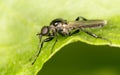 Black fly on a green leaf. close-up Royalty Free Stock Photo