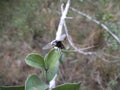 Black fly on leaf in Swaziland Royalty Free Stock Photo