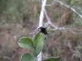 Black fly on leaf in Swaziland Royalty Free Stock Photo