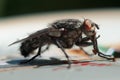 Black fly macro closeup