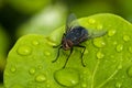 Black Fly over a Green Leaf with Water Drops Royalty Free Stock Photo