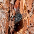 Black fly on a pine tree back Royalty Free Stock Photo