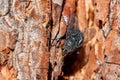 Black fly on a pine tree back Royalty Free Stock Photo