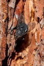 Black fly on a pine tree back Royalty Free Stock Photo