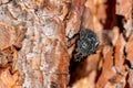 Black fly on a pine tree back Royalty Free Stock Photo