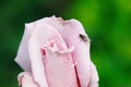 Black fly on pink rose flower bud in garden Royalty Free Stock Photo