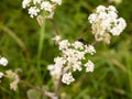 A black fly resting on some cow parsley Royalty Free Stock Photo