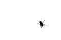 Black fly silhouette on white background isolated closeup, diptera bloodsucking insect design, protection against insect sign Royalty Free Stock Photo