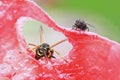 Black fly and striped wasp crawling on a juicy watermelon Royalty Free Stock Photo