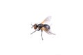 Black fly on a white background Royalty Free Stock Photo