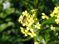 Black fly on yellow wild flower, Lithuania Royalty Free Stock Photo