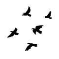 Black Flying Birds Flock Concept