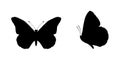 Black flying butterflies silhouette set isolated on white background Royalty Free Stock Photo