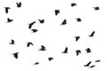 Flying crows, white background Royalty Free Stock Photo