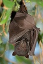 Black flying-fox Royalty Free Stock Photo