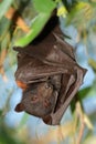 Black flying-fox Royalty Free Stock Photo