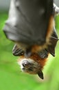 Black flying fox fruit bat Royalty Free Stock Photo