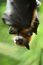 Black flying fox fruit bat Royalty Free Stock Photo