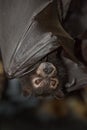 Black Flying Fox Fruit Bat