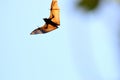 Black flying fox Pteropus alecto with spread wings in the air Royalty Free Stock Photo