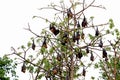 Black flying foxes hanging,on tree Thailand Royalty Free Stock Photo