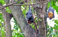 Black flying foxes hanging,on tree Thailand Royalty Free Stock Photo