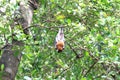 Black flying foxes hanging,on tree Thailand Royalty Free Stock Photo