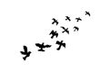 Black flying pigeons icon. Flying bird illustration symbol. Sign flock dove vector
