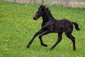 Black foal gallops across the meadow. Warlander, cross between Friesian and Andulusian horse