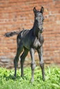 Newborn black foal posing against stable wall