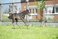 Black foal running speedly at farm Royalty Free Stock Photo