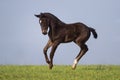 Black foal Royalty Free Stock Photo