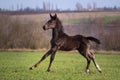 Black foal Royalty Free Stock Photo