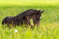 Black foal sleeping